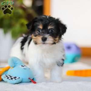 Claire, Yorkie Poo Puppy